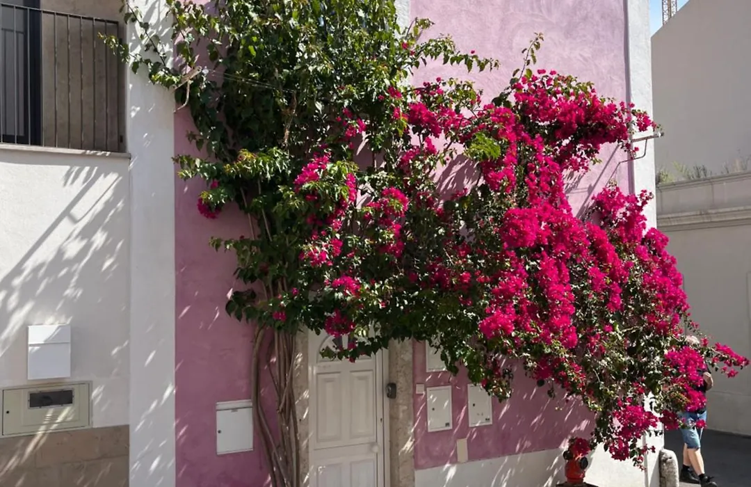 Casa Cor de Rosa-1